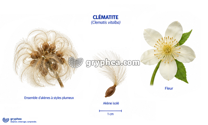 Fruits de la Clématite - gryphea.com